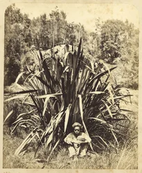 Estudio de un arbusto de lino con un niño nativo en el río Wairere, 1869